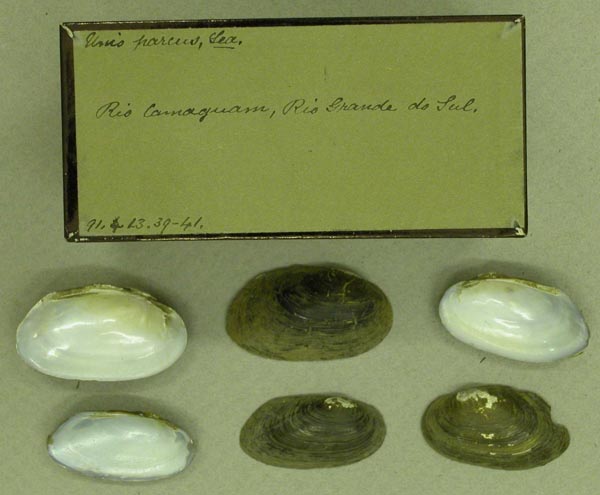 image of lot BMNH_91-4-13-39-41 image of lot BMNH_91-4-13-39-41