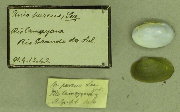 image of lot BMNH_91-4-13-42 image of lot BMNH_91-4-13-42