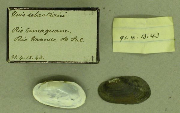 specimen
