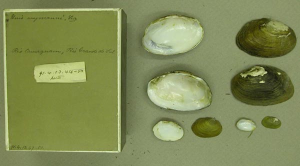 specimen