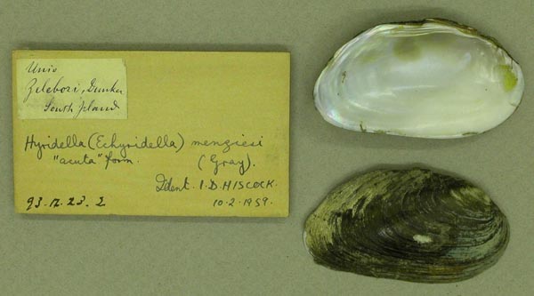 specimen
