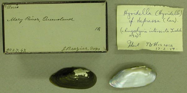 specimen