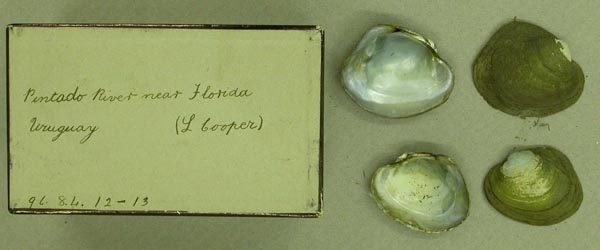 specimen
