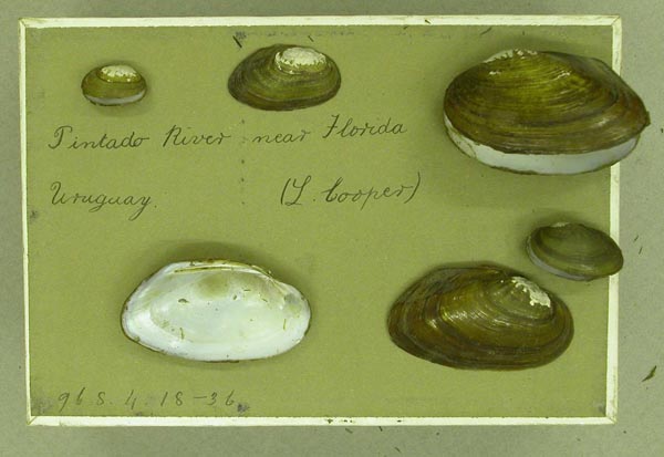 specimen