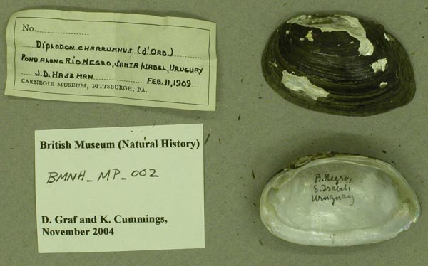 image of lot BMNH_MP_002 image of lot BMNH_MP_002