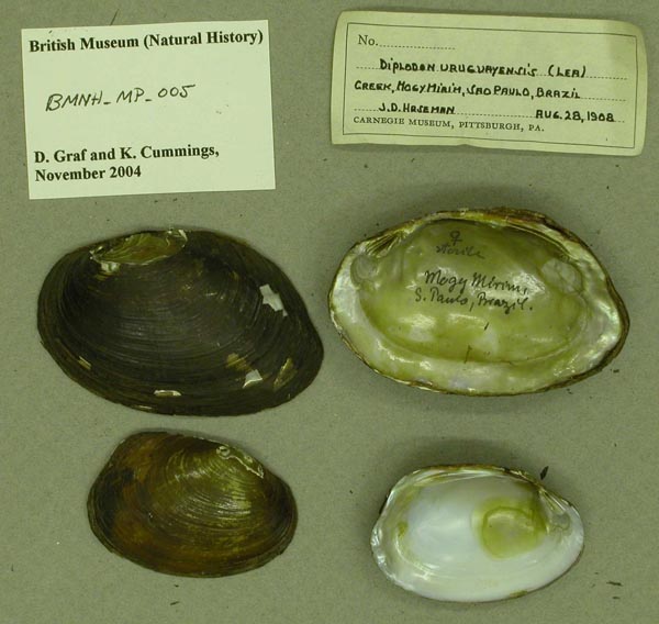 specimen