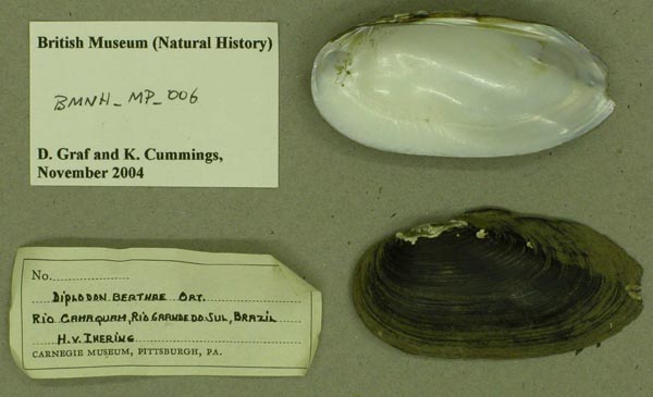 specimen