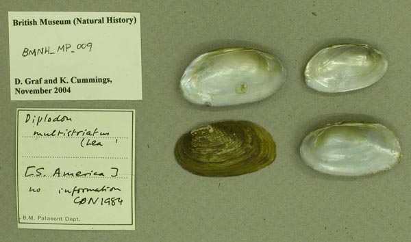 specimen