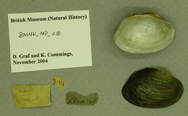 specimen