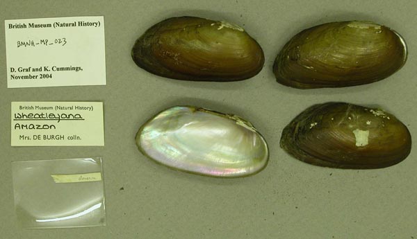 specimen