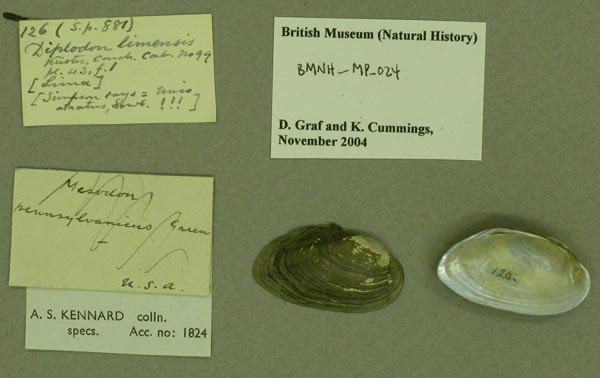 specimen