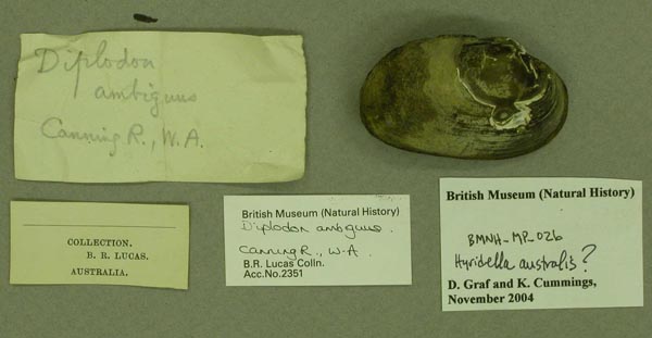specimen