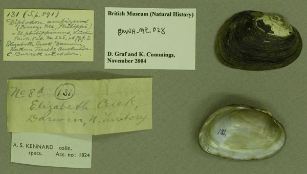 specimen