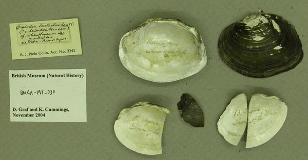 specimen