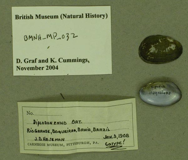 specimen