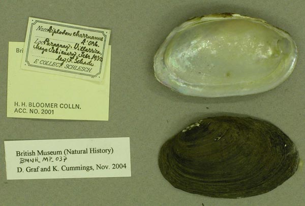 image of lot BMNH_MP_037 image of lot BMNH_MP_037