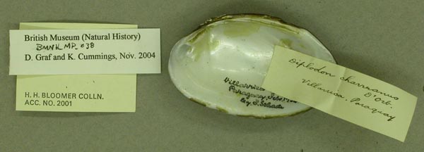 specimen
