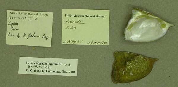 specimen