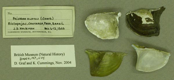 specimen
