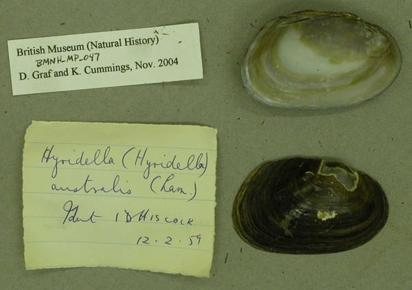 specimen