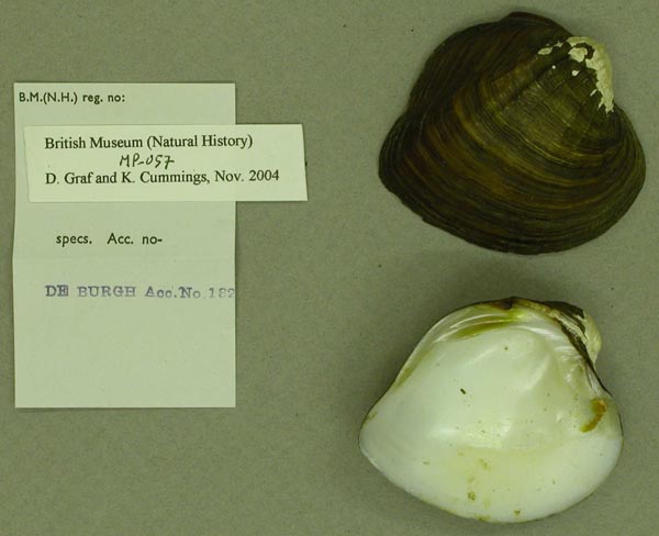specimen