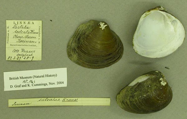 specimen