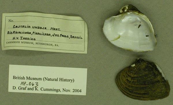 specimen