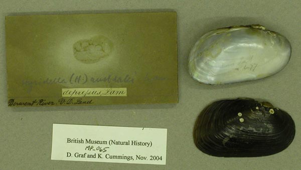 specimen