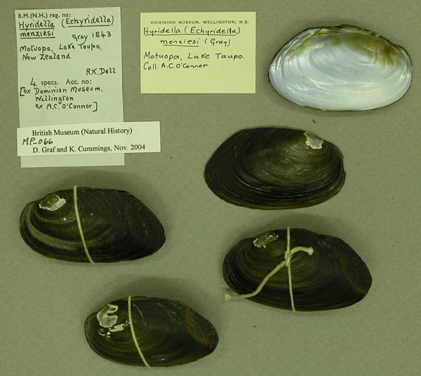 specimen