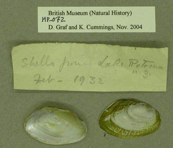 specimen