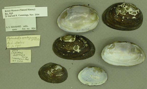 specimen