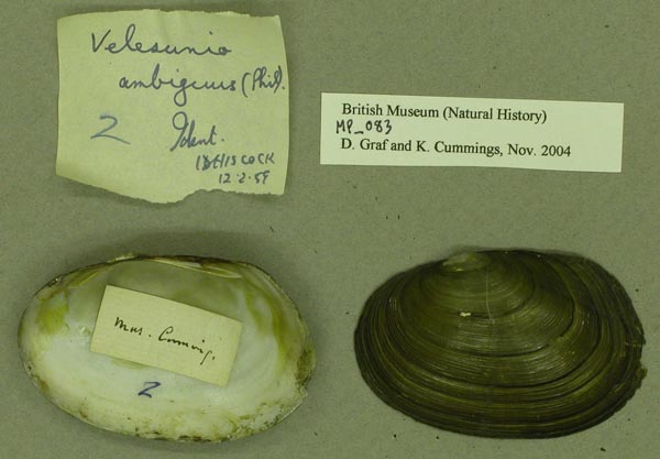specimen
