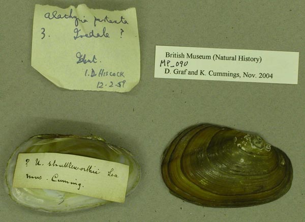 specimen