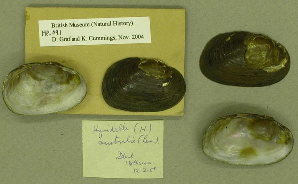 specimen