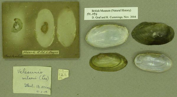 specimen