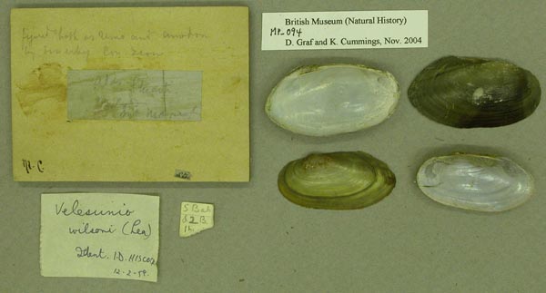 specimen