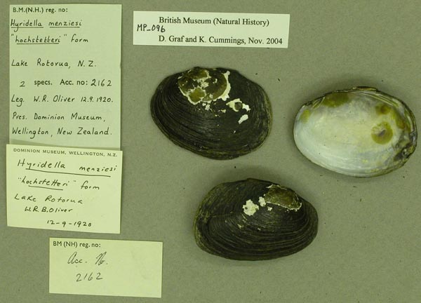 specimen