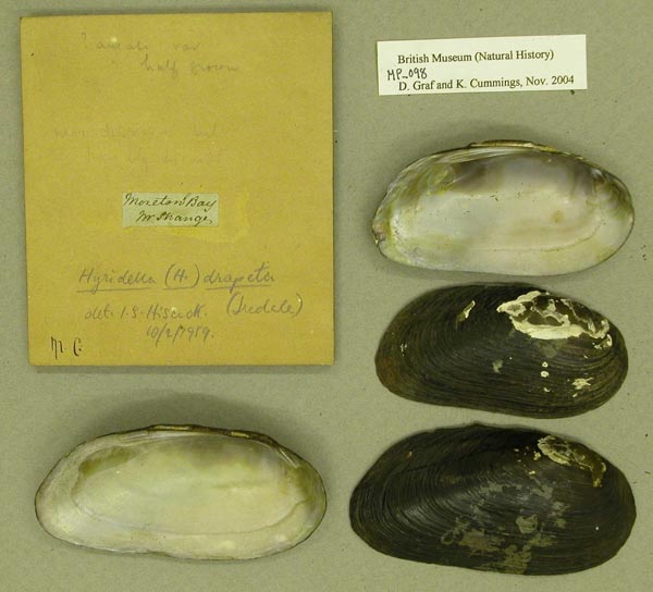 specimen