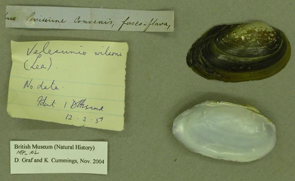 specimen