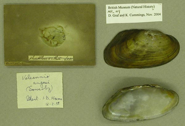 specimen