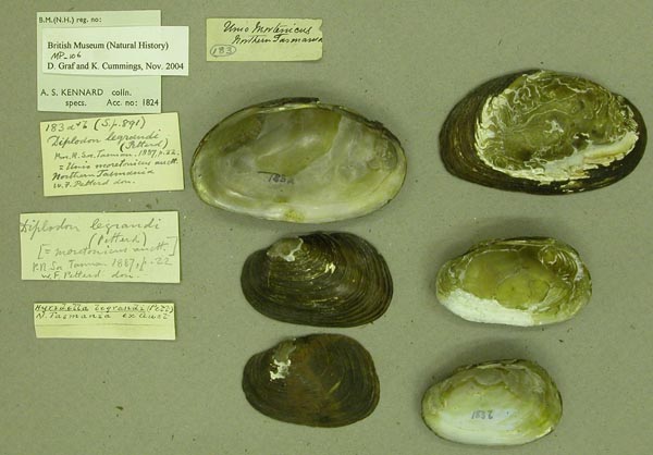 specimen