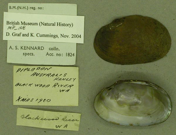 specimen