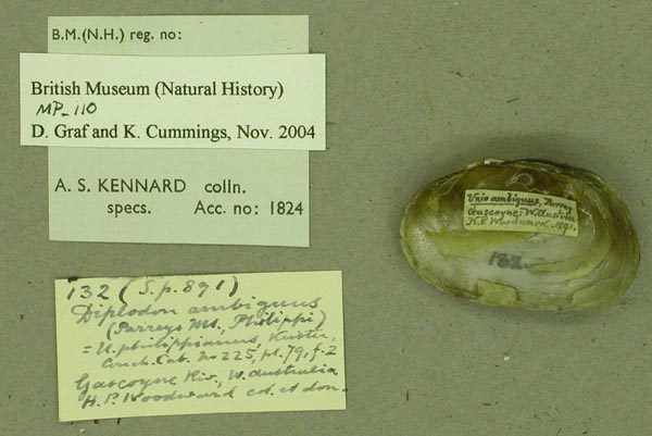 specimen