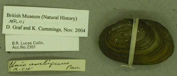 specimen