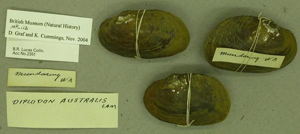 specimen