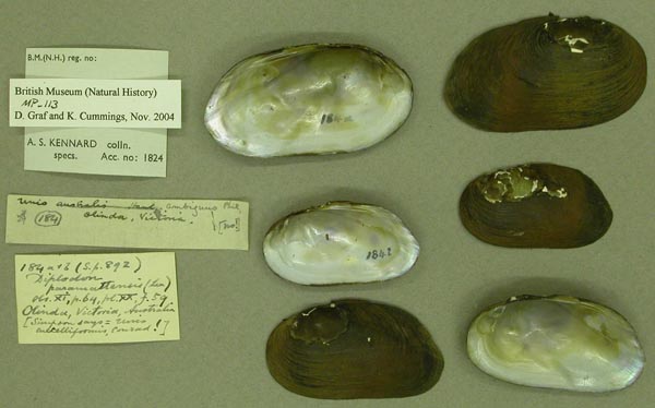 specimen