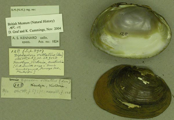 specimen