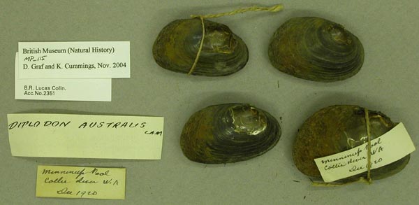 specimen