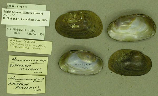 specimen