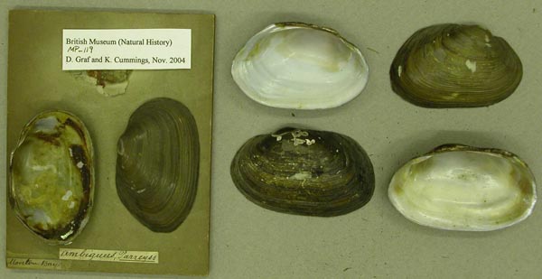 specimen